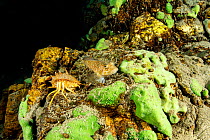 Dwarf / pygmy sculpin (Procottus gurwicii) and Freshwater isopod, Amphipod gammarus (Acanthogammarus victorii), Lake Baikal, Siberia, Russia.