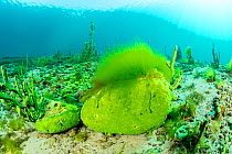 Endemic sponge (Lubomirskia baicalensis) and filamentous algae (Spirogyra sp) around stone covered with sponge (Baikalospongia sp.), Lake Baikal, Siberia, Russia.