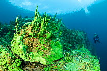 Scuba diver and endemic sponge (Lubomirskia baicalensis), Lake Baikal, Siberia, Russia.