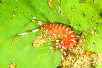 Amphipod (Parapallasea sitnikovae) on Baikal sponge (Lubomirskia baicalensis), both are endemic to Lake Baikal, Siberia, Russia.