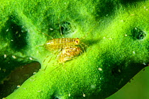 Freshwater isopods (Ommatogammarus flavus) on Baikal sponge (Lubomirskia baicalensis), Lake Baikal, Siberia, Russia.