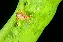 Gammarid amphipod (Brandtia parasitica) on sponge, endemic species, Lake Baikal, Siberia, Russia.