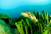Freshwater isopod (Acanthogammarus lappaceus) and Baikal sponge (Lubomirskia baicalensis), Lake Baikal, Siberia, Russia.