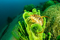Freshwater isopod (Acanthogammarus lappaceus) on Baikal sponge (Lubomirskia baicalensis), Lake Baikal, Siberia, Russia.