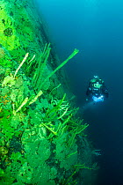 Scuba diver and endemic Baikal sponge (Lubomirskia baicalensis), Lake Baikal, Siberia, Russia.