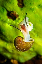 Freshwater snail (Benedictia baicalensis) Lake Baikal, Siberia, Russia.