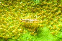 Freshwater isopod (Ommatogammarus flavus) on Baikal sponge (Lubomirskia baicalensis), Lake Baikal, Siberia, Russia.
