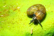 Snail (Megalovalvata baicalensis) on Baikal sponge (Lubomirskia baicalensis), both are endemic to Lake Baikal, Siberia, Russia.