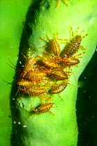 Gammarid amphipods (Brandtia parasitica) on sponge, endemic species, Lake Baikal, Siberia, Russia.