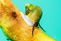 Freshwater snail (Benedictia baicalensis) on Baikal sponge (Lubomirskia baicalensis), both are endemic to Lake Baikal, Siberia, Russia.