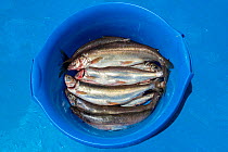 Bucket of Baikal omul fish (Coregonus migratorius), endemic to Lake Baikal, Siberia, Russia.