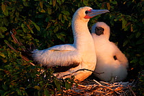 Red Footed Booby (Sula sula) female in nest with chick, Clarion Island, Revillagigedo Archipelago Biosphere Reserve / Archipielago de Revillagigedo UNESCO Natural World Heritage Site (Socorro Islands)...