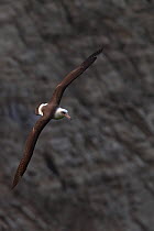 Laysan Albatross (Phoebastria immutabilis) flying, IUCN redlist Near Threatened, slopes of Barcena volcano, San Benedicto Island, Revillagigedo Archipelago Biosphere Reserve / Archipielago de Revillag...