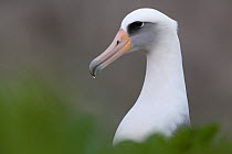 Laysan Albatross (Phoebastria immutabilis) calling mate, IUCN redlist Near Threatened, slopes of Barcena volcano, San Benedicto Island, Revillagigedo Archipelago Biosphere Reserve / Archipielago de Re...