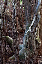 Fig Tree (Ficus cotinifolia), Socorro Island, Revillagigedo Archipelago Biosphere Reserve / Archipielago de Revillagigedo UNESCO Natural World Heritage Site (Socorro Islands), Pacific Ocean, Western M...