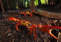 Land Crab (Gecarcinus planatus) in defensive display, Socorro Island, Revillagigedo Archipelago Biosphere Reserve / Archipielago de Revillagigedo UNESCO Natural World Heritage Site (Socorro Islands),...