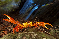 Land Crab (Gecarcinus planatus) in defensive display, Socorro Island, Revillagigedo Archipelago Biosphere Reserve / Archipielago de Revillagigedo UNESCO Natural World Heritage Site (Socorro Islands),...