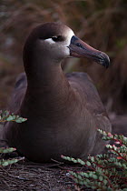 Black-footed Albatross (Phoebastria nigripes), San Benedicto Island, Revillagigedo Archipelago Biosphere Reserve / Archipielago de Revillagigedo UNESCO Natural World Heritage Site (Socorro Islands), P...
