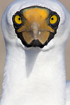Masked Booby (Sula dactylatra)  head on portrait, San Benedicto Island, Revillagigedo Archipelago Biosphere Reserve / Archipielago de Revillagigedo UNESCO Natural World Heritage Site (Socorro Islands)...
