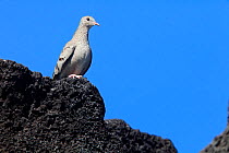 Socorro Common Ground Dove (Columbina passerina socorronesis), Socorro Island, Revillagigedo Archipelago Biosphere Reserve / Archipielago de Revillagigedo UNESCO Natural World Heritage Site (Socorro I...