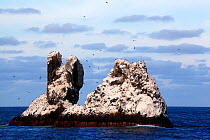 Roca Partida Islet, Revillagigedo Archipelago Biosphere Reserve / Archipielago de Revillagigedo UNESCO Natural World Heritage Site (Socorro Islands), Pacific Ocean, Western Mexico, January