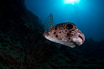 Spotfin Burrfish (Chilomycterus reticulatus), Socorro Island, Revillagigedo Archipelago Biosphere Reserve / Archipielago de Revillagigedo UNESCO Natural World Heritage Site (Socorro Islands), Pacific...