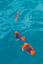 Clarion Angelfish (Holacanthus clarionensis) group of three, IUCN Vulnerable, Socorro Island, Revillagigedo Archipelago Biosphere Reserve / Archipielago de Revillagigedo UNESCO Natural World Heritage...