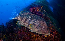 Leather Bass (Dermatolepis dermatolepis), Socorro Island, Revillagigedo Archipelago Biosphere Reserve / Archipielago de Revillagigedo UNESCO Natural World Heritage Site (Socorro Islands), Pacific Ocea...