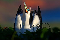 Red footed booby (Sula sula) courtship display, Clarion Island, Revillagigedo Archipelago Biosphere Reserve / Archipielago de Revillagigedo UNESCO Natural World Heritage Site (Socorro Islands), Pacifi...