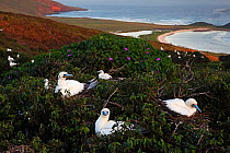 Red footed booby (Sula sula) colony, Clarion Island, Revillagigedo Archipelago Biosphere Reserve / Archipielago de Revillagigedo UNESCO Natural World Heritage Site (Socorro Islands), Pacific Ocean, We...