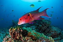 Mexican Hogfish (Bodianus diplotaenia), Socorro Island, Revillagigedo Archipelago Biosphere Reserve / Archipielago de Revillagigedo UNESCO Natural World Heritage Site (Socorro Islands), Pacific Ocean,...