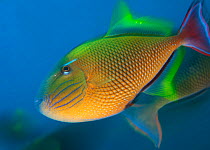 Redtail Triggerfish (Xanthichthys mento), Socorro Island, Revillagigedo Archipelago Biosphere Reserve / Archipielago de Revillagigedo UNESCO Natural World Heritage Site (Socorro Islands), Pacific Ocea...
