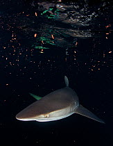 Silky Shark (Carcharhinus falciformis) and plankton, IUCN Near Threatened, Socorro Island, Revillagigedo Archipelago Biosphere Reserve / Archipielago de Revillagigedo UNESCO Natural World Heritage Sit...
