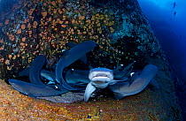 Whitetip Reef Shark (Triaenodon obesus) group resting, IUCN Near Threatened, Roca Partida Islet, Revillagigedo Archipelago Biosphere Reserve / Archipielago de Revillagigedo UNESCO Natural World Herita...