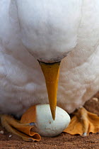 Masked Booby (Sula dactylatra) caring for egg, Clarion Island, Revillagigedo Archipelago Biosphere Reserve / Archipielago de Revillagigedo UNESCO Natural World Heritage Site (Socorro Islands), Pacific...