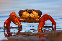 Land Crab (Gecarcinus planatus), Socorro Island, Revillagigedo Archipelago Biosphere Reserve / Archipielago de Revillagigedo UNESCO Natural World Heritage Site (Socorro Islands), Pacific Ocean, Wester...
