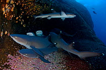 Whitetip Reef Shark (Triaenodon obesus) resting, IUCN Near Threatened, Roca Partida Islet, Revillagigedo Archipelago Biosphere Reserve / Archipielago de Revillagigedo UNESCO Natural World Heritage Sit...