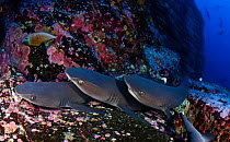 Whitetip Reef Shark (Triaenodon obesus) resting, IUCN Near Threatened, Roca Partida Islet, Revillagigedo Archipelago Biosphere Reserve / Archipielago de Revillagigedo UNESCO Natural World Heritage Sit...