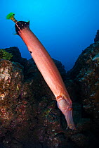 Chinese Trumpet Fish (Aulostomus chinensis), San Benedicto Island, Revillagigedo Archipelago Biosphere Reserve / Archipielago de Revillagigedo UNESCO Natural World Heritage Site (Socorro Islands), Pac...