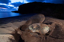 Green Turtle (Chelonia mydas) covering nest, IUCN Endangered, Socorro Island, Revillagigedo Archipelago Biosphere Reserve / Archipielago de Revillagigedo UNESCO Natural World Heritage Site (Socorro Is...