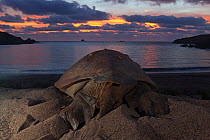 Green Turtle (Chelonia mydas) returning to the sea, IUCN Endangered, Socorro Island, Revillagigedo Archipelago Biosphere Reserve / Archipielago de Revillagigedo UNESCO Natural World Heritage Site (Soc...