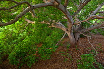 Manchineel Tree (Hippomane mancinella), Socorro Island, Revillagigedo Archipelago Biosphere Reserve / Archipielago de Revillagigedo UNESCO Natural World Heritage Site (Socorro Islands), Pacific Ocean,...