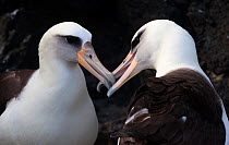 Laysan Albatross (Phoebastria immutabilis) couple courting, San Benedicto Island, Revillagigedo Archipelago Biosphere Reserve / Archipielago de Revillagigedo UNESCO Natural World Heritage Site (Socorr...
