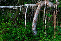 Fig Tree (Ficus cotinifolia) forest, Socorro Island, Revillagigedo Archipelago Biosphere Reserve / Archipielago de Revillagigedo UNESCO Natural World Heritage Site (Socorro Islands), Pacific Ocean, We...