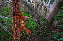 Land Crab (Gecarcinus planatus) in defensive display on Fig Tree (Ficus cotinifolia), Socorro Island, Revillagigedo Archipelago Biosphere Reserve / Archipielago de Revillagigedo UNESCO Natural World H...
