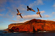 Brown Booby (Sula leucogaster) juvenile flying, San Benedicto Island, Revillagigedo Archipelago Biosphere Reserve / Archipielago de Revillagigedo UNESCO Natural World Heritage Site (Socorro Islands),...