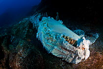Killer Whale (Orcinus orca) cadaver, San Benedicto Island, Revillagigedo Archipelago Biosphere Reserve / Archipielago de Revillagigedo UNESCO Natural World Heritage Site (Socorro Islands), Pacific Oce...