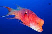 Mexican Hogfish (Bodianus diplotaenia), Roca Partida Islet, Revillagigedo Archipelago Biosphere Reserve / Archipielago de Revillagigedo UNESCO Natural World Heritage Site (Socorro Islands), Pacific Oc...