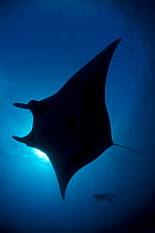 Giant Manta Ray (Manta birostris) and diver, IUCN Vulnerable, San Benedicto Island, Revillagigedo Archipelago Biosphere Reserve / Archipielago de Revillagigedo UNESCO Natural World Heritage Site (Soco...