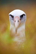 Laysan Albatross (Phoebastria immutabilis) in nest, Clarion Island, Revillagigedo Archipelago Biosphere Reserve / Archipielago de Revillagigedo UNESCO Natural World Heritage Site (Socorro Islands), Pa...